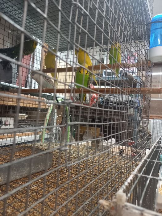 Kakarikis para desocupar