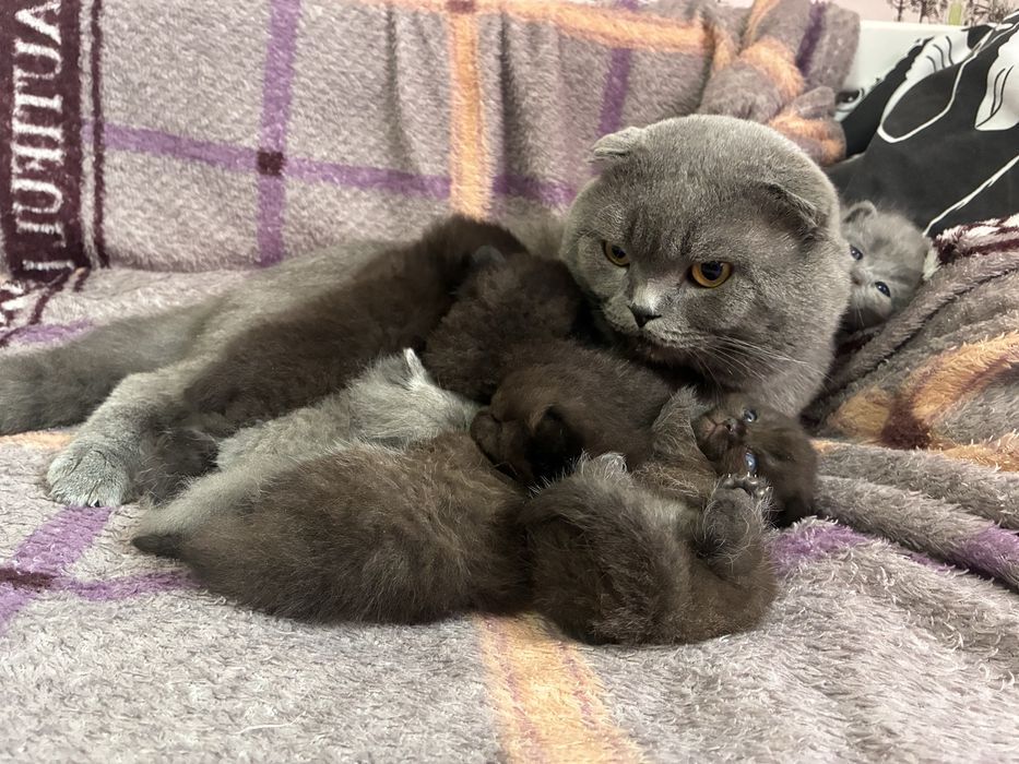 Шотландські кошенята