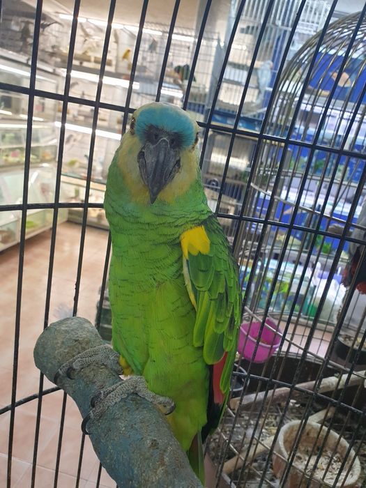 Papagaio aestiva muito bonito