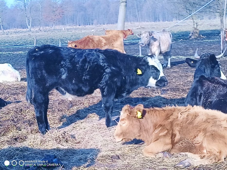 Odsadki byczki jałówki