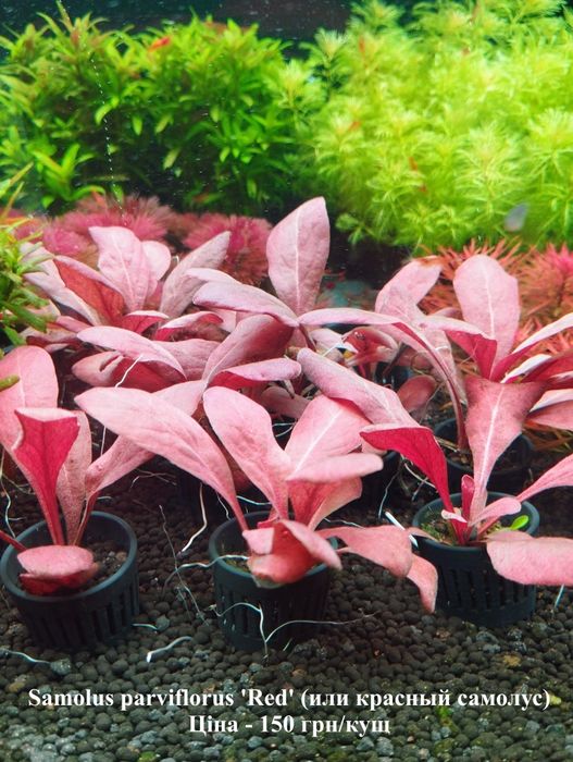 Акваріумні рослини