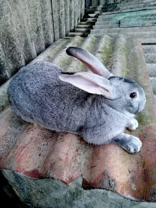 Кролі породи Шиншила