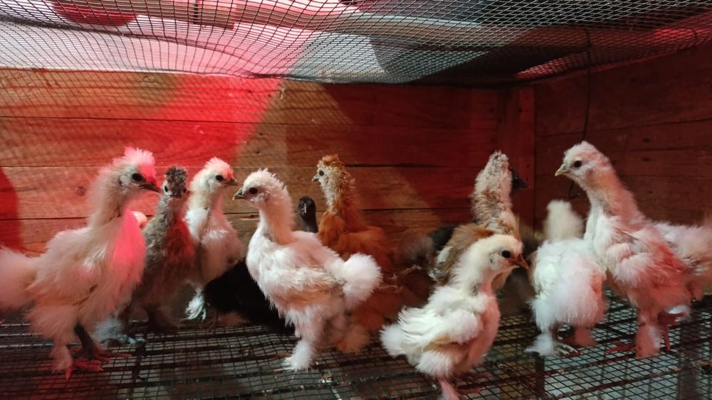 Pintos sedosos
Com 3 semanas, não fazemos entregas 
Cada ave 15€