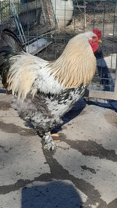 Продам півнів ( Брама )