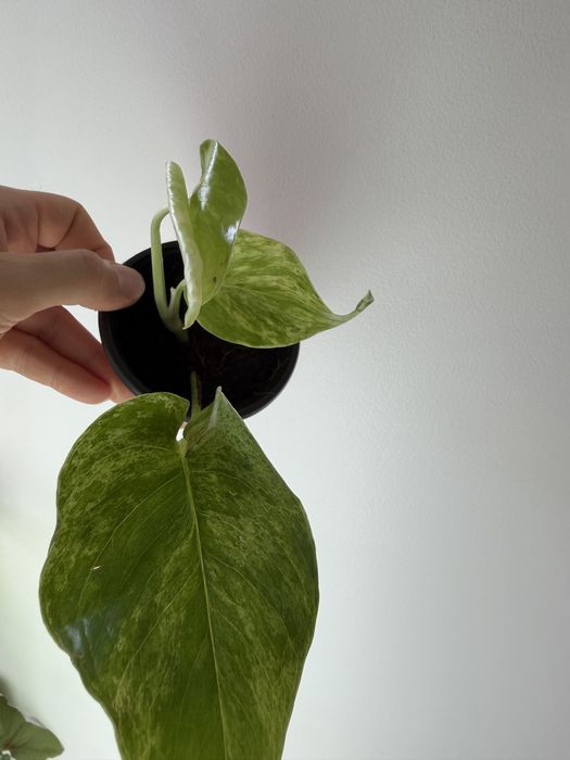 Epipremnum Gold, Pinnatum green, marble queen, cebu blue