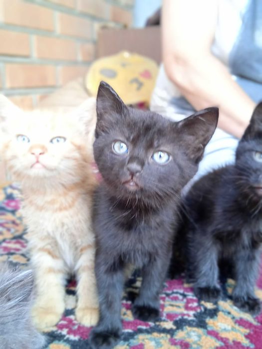 Кошенята в добрі руки!