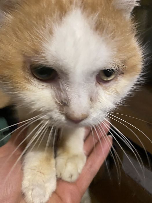 Прилаштовується у добрі ручки !