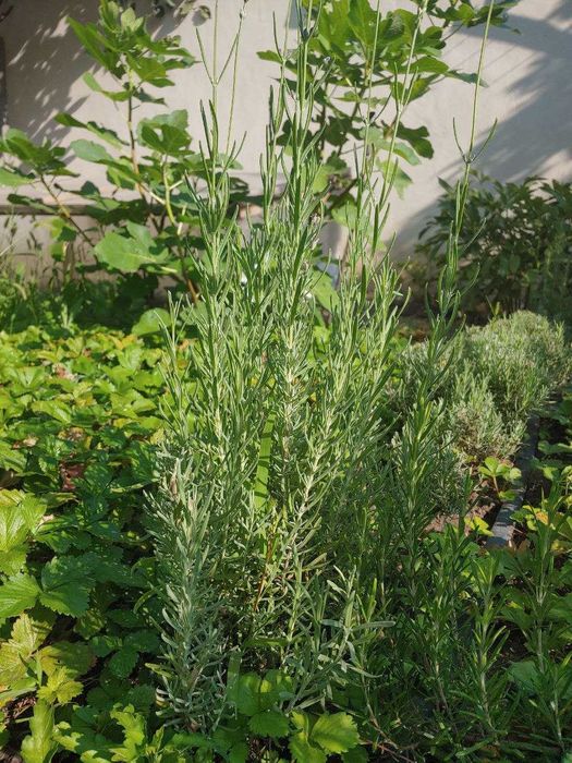 Саджанці лаванди, Саженцы лаванды