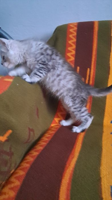 Kocurek z rodowodem FPL