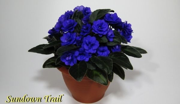 Фиалка фіалка трейлер Sundown Trail