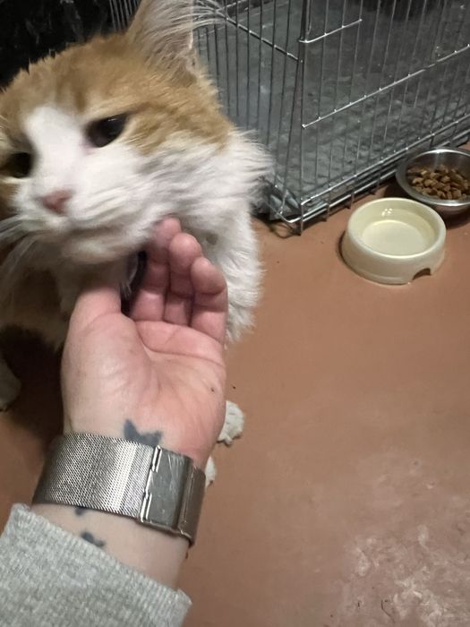 Отдам в хорошие руки