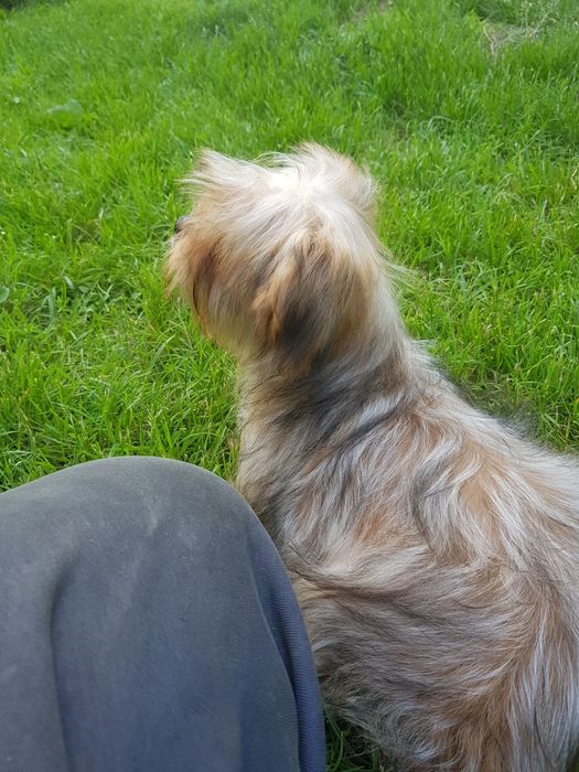 Yorkshire Terrier Ocean Pearl piesek