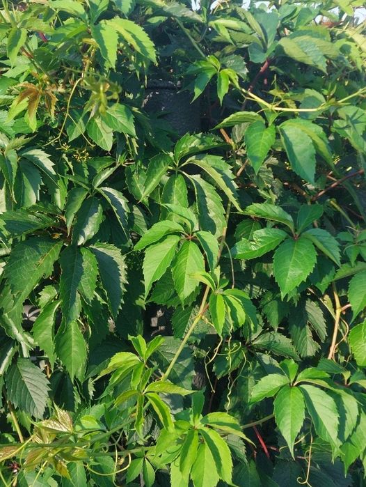 60 sadzonek winorośli