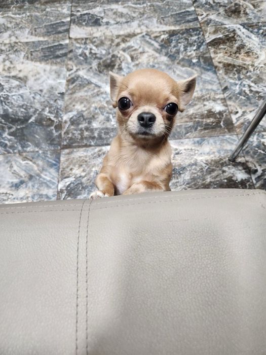 Кекс запрошує на вязку