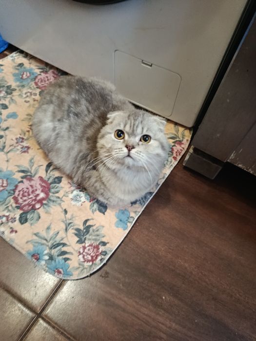 Вислоухий Хлопчик