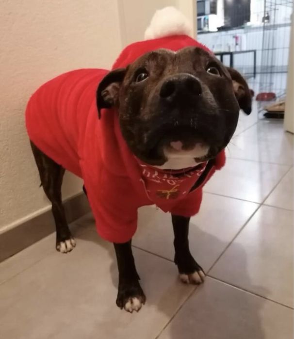 Roupa cao natal XXL