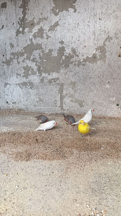 Disponível mandarins