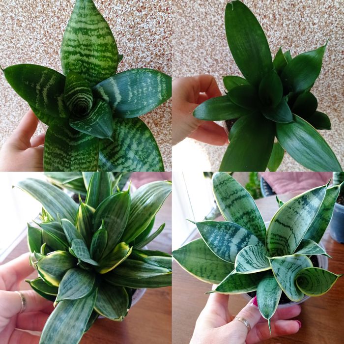 Сансевієрії колекційні  Ханні  і інші сорти, Цеоліт( 3-5 мм)