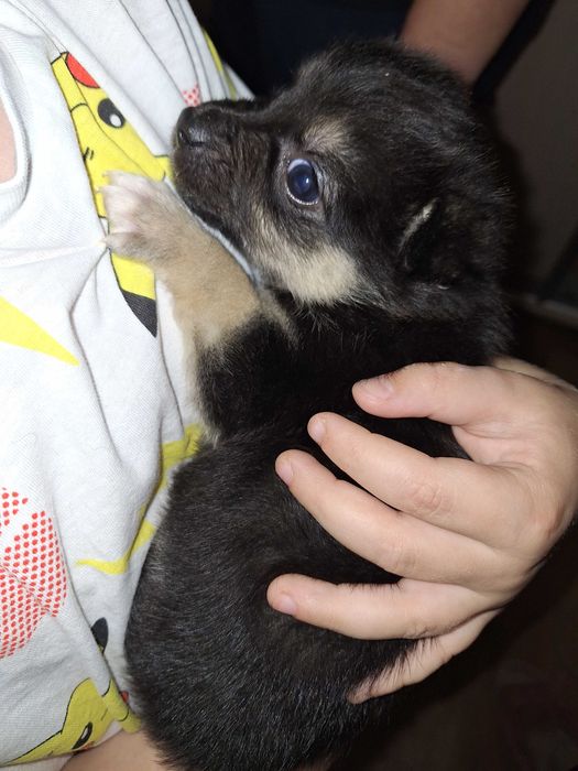 Цуценята шукають дім