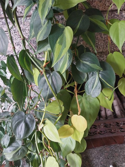 Philodendron scandens 'Brasil' Filodendron + variegata 1,5m długość