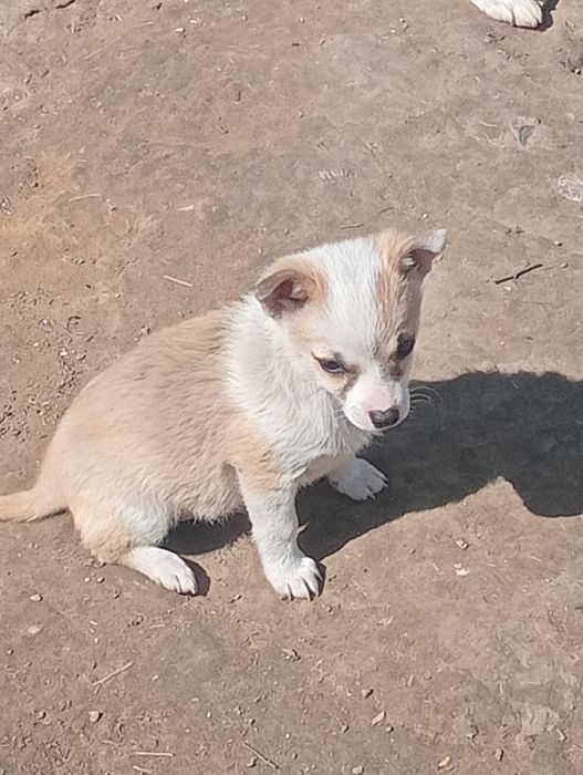 В добрі руки дівчинка 3 м.
