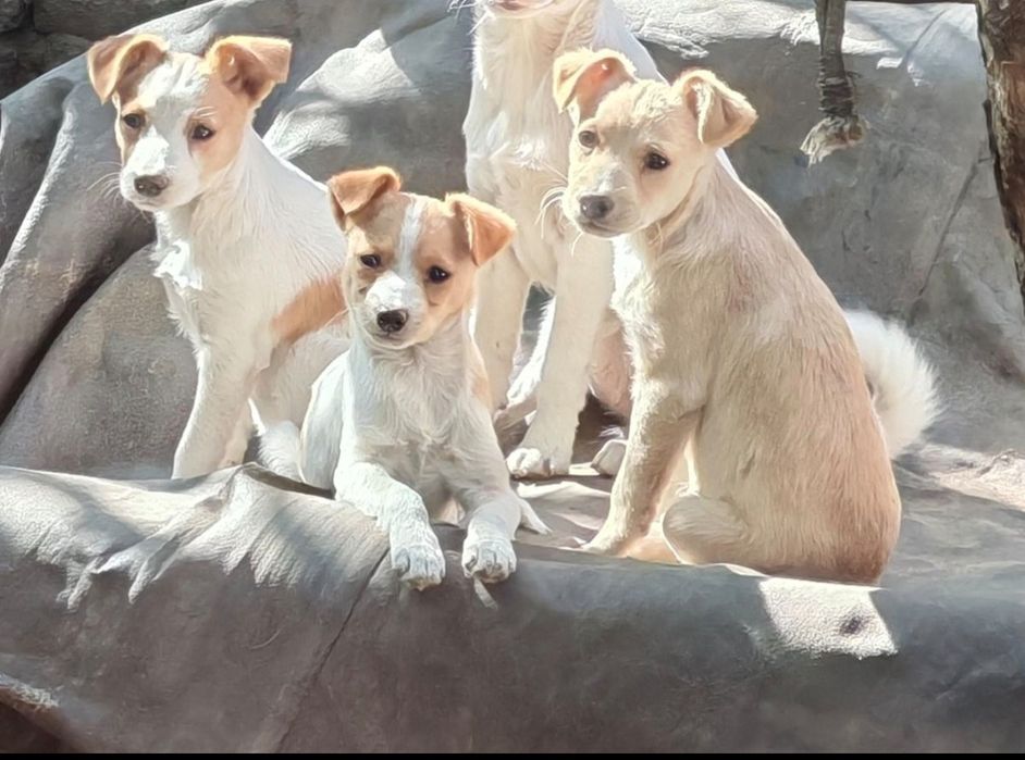 Віддам у добрі руки