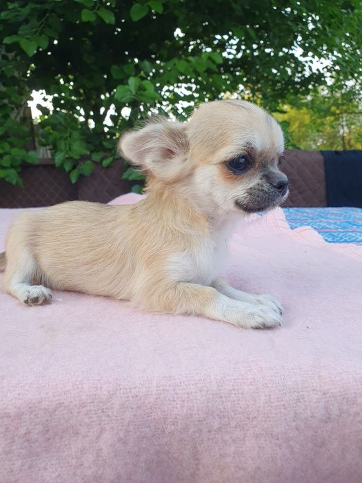 Девочка длинношерстная соболь