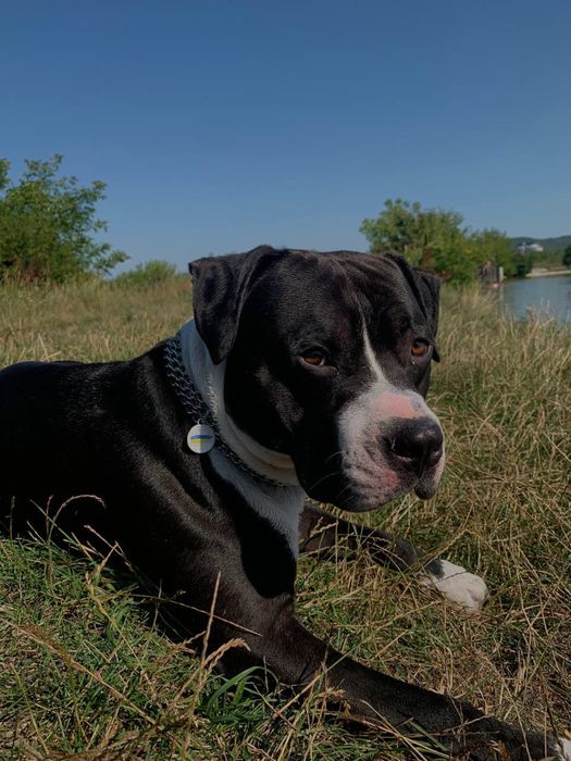 Амстаф шукає дівчинку