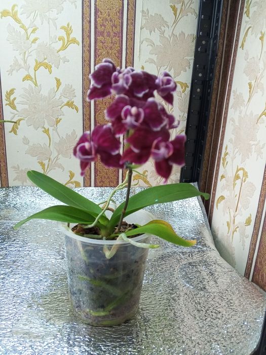 Продам орхидею /мультифлору/