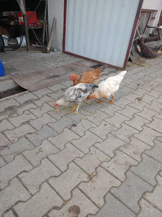 Koguty młode tegoroczne