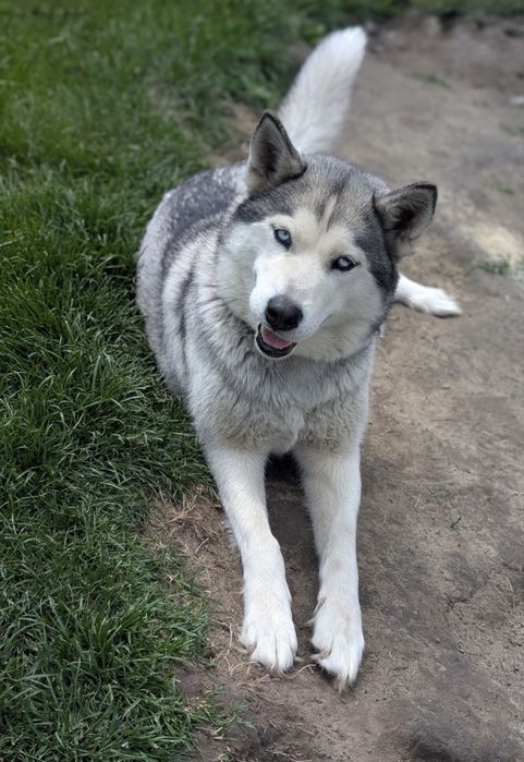 Syberian Husky .