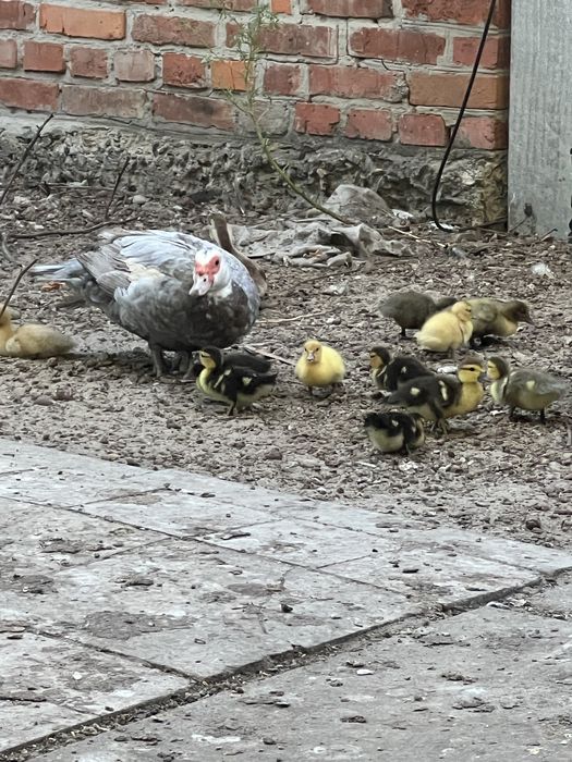 Индоутята тяжелых линий