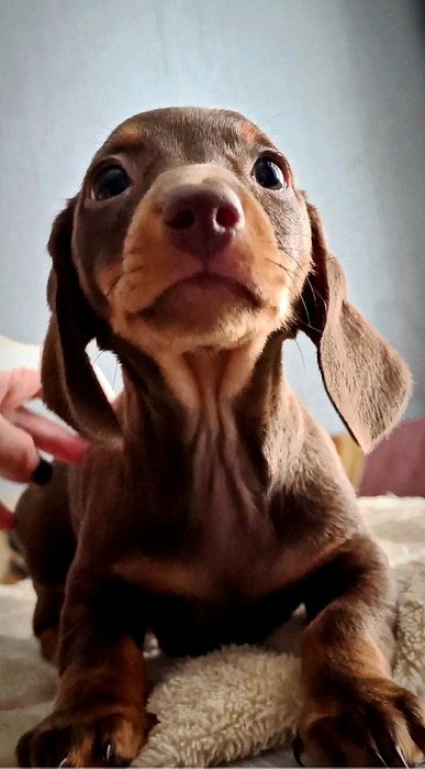 Миниатюрная такса шоколадка