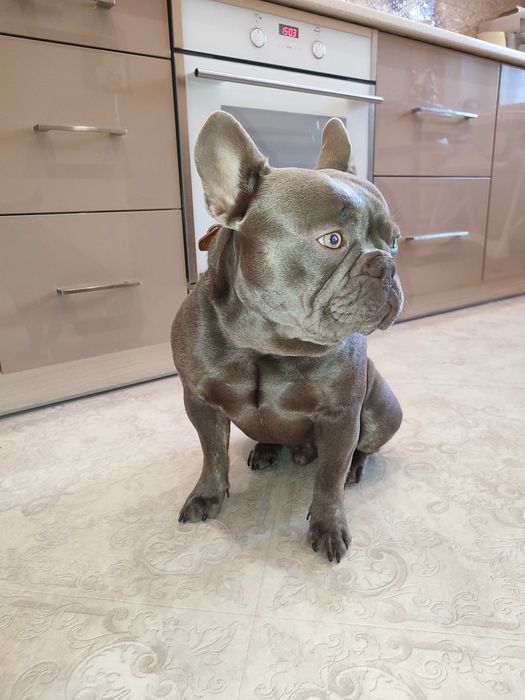 В'язка французького бульдога Ізабелла