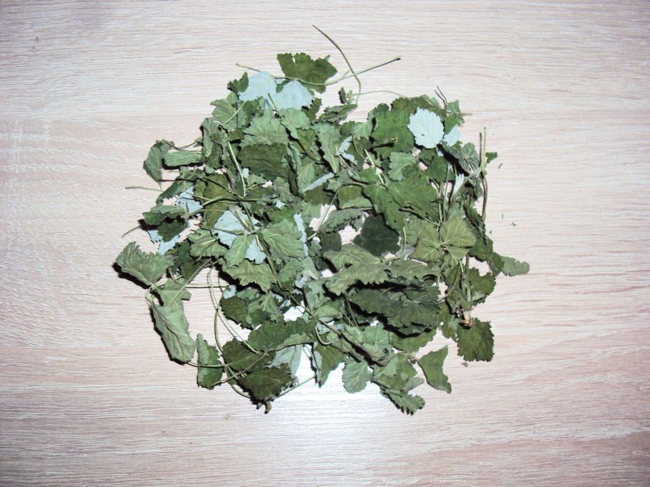 Липа. Лопух. Підмаренник. Фіалка. Омела. Конюшина. Деревій. Осика.