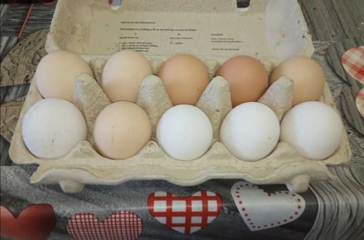 Jajka Wiejskie Eko