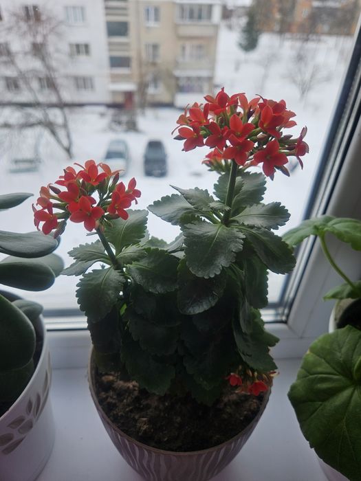 Каланхоє.Обміняю на інший колір