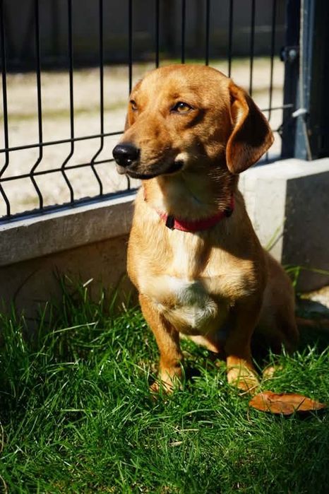 Psinka do adopcji