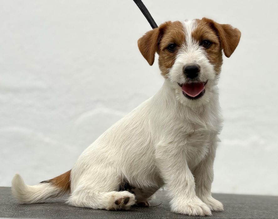 Jack Russell Terrier Broken c/Pedigree e Afixo de criador
