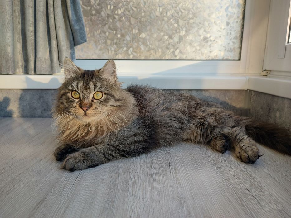 Братики Лорд та Фродо в добрі руки !