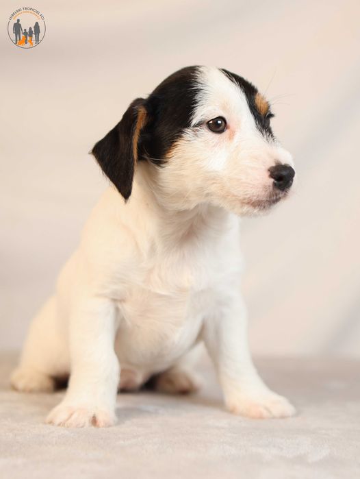 Jack Russell Terrier ZKwP FCI po Championie