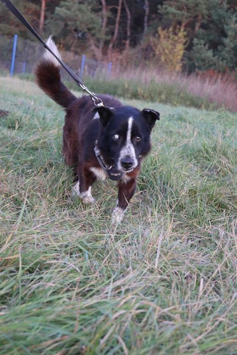 Do adopcji - PERUN