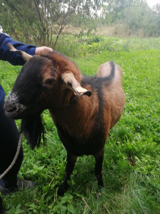 Krycie kozłem anglonubijskim