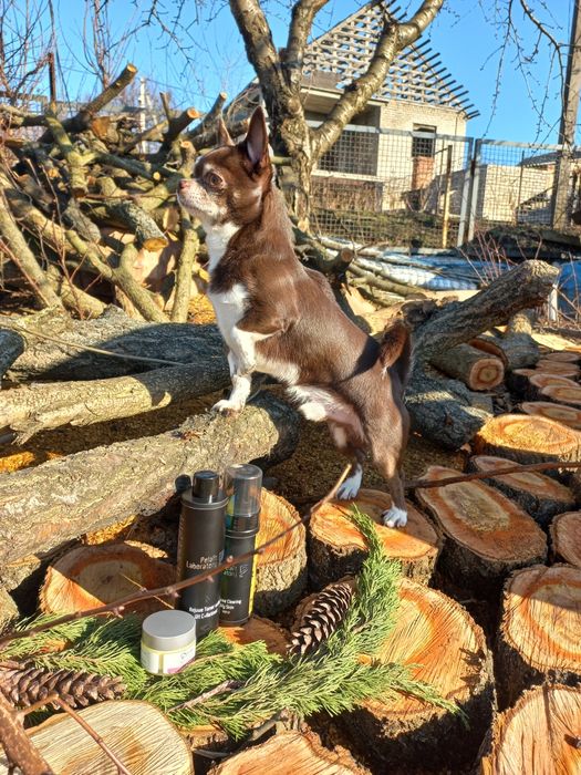 Кобель чихуахуа для вязки