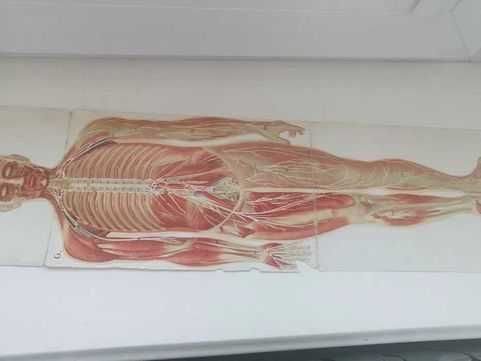 Stara książka medyczna Platen antyk 1901r