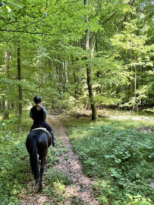 Wspaniały kuc feliński ze sprzętem