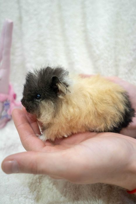 Морська свинка, породисті свинки меріно, малеча