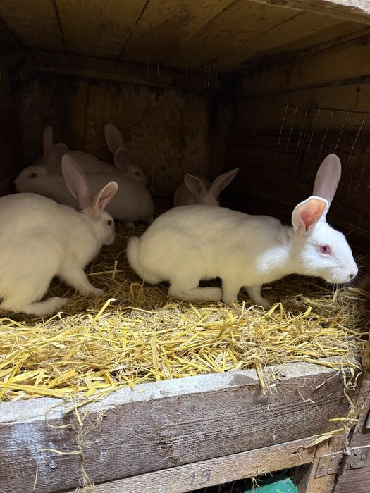 Samiczki termondzkie