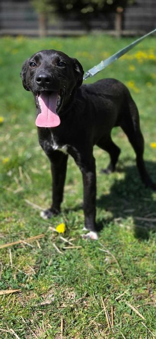 Labrador mix Grzybek -szuka domu schronisko Zgierz -akltualne