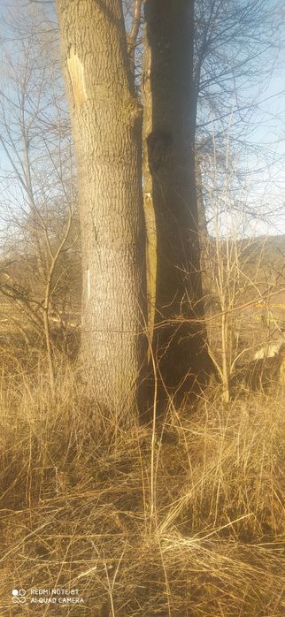 Ясень грубий 4 штуки